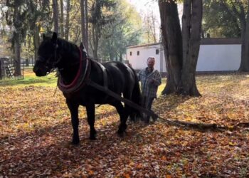 MOJE LOUNY TV: BUDULÍNEK UDRŽUJE PARKY