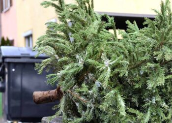 SVOZ STARÝCH VÁNOČNÍCH STROMKŮ