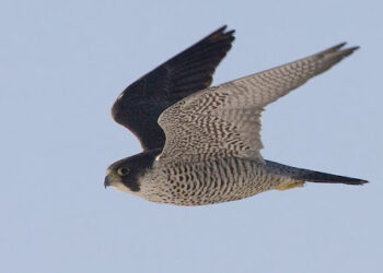 SOKOL PROTI HOLUBŮM