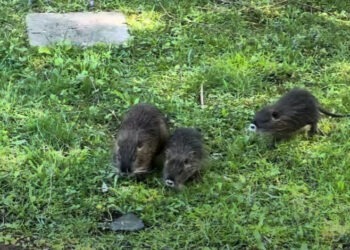 MOJE LOUNY TV: NUTRIE VYVEDLY MLADÉ
