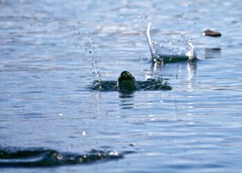 LOUNSKÁ ŽABKA 2026