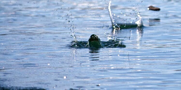 LOUNSKÁ ŽABKA 2026