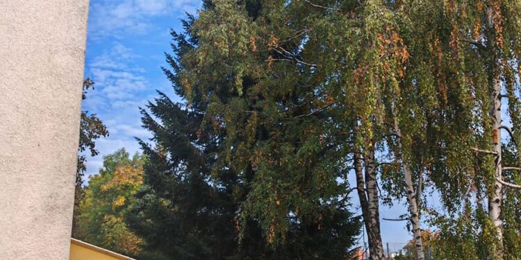 STAROSTA ODPREZENTOVAL STROM