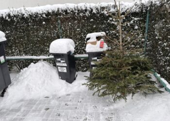 SVOZ VÁNOČNÍCH STROMKŮ