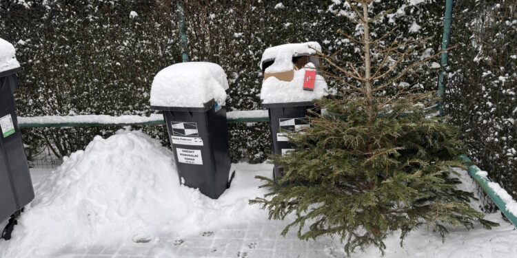 SVOZ VÁNOČNÍCH STROMKŮ
