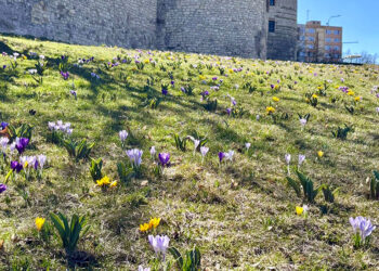 LOUNSKÁ PARÁDA JE OPĚT ZPÁTKY