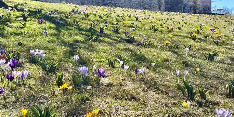 LOUNSKÁ PARÁDA JE OPĚT ZPÁTKY