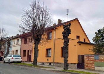 OZDRAVNÝ ŘEZ STROMŮ