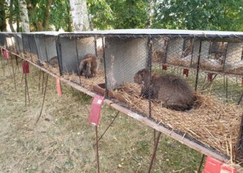 VÝSTAVA DROBNÉHO ZVÍŘECTVA NA SMOLNICI